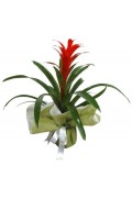 Kırmızı Guzmania (Bromelia)